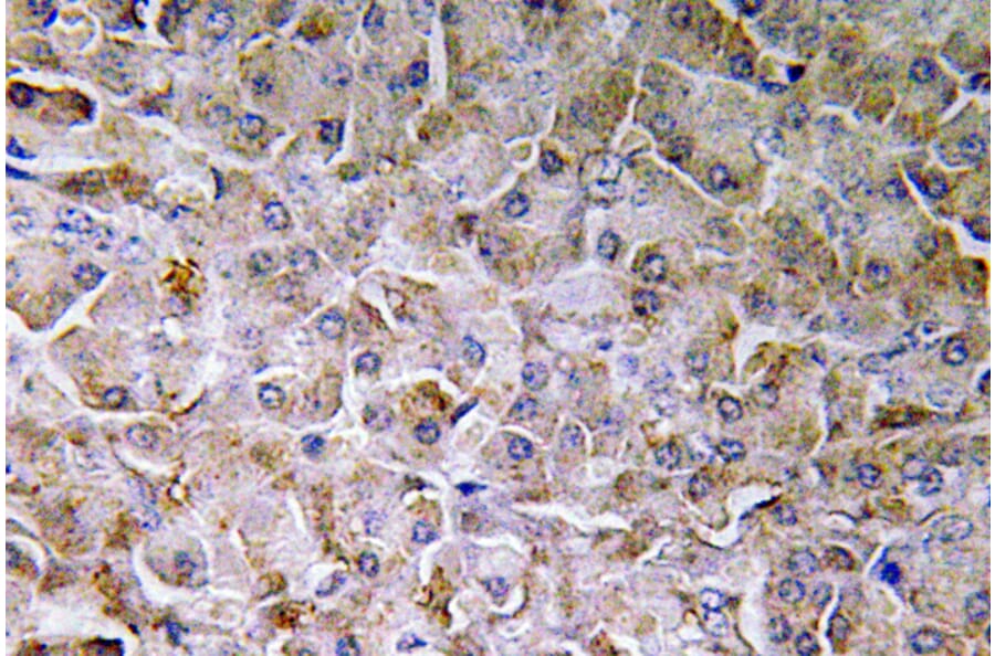 Immunohistochemistry - Anti-SEMA3C Antibody (R12-2352) - Antibodies.com