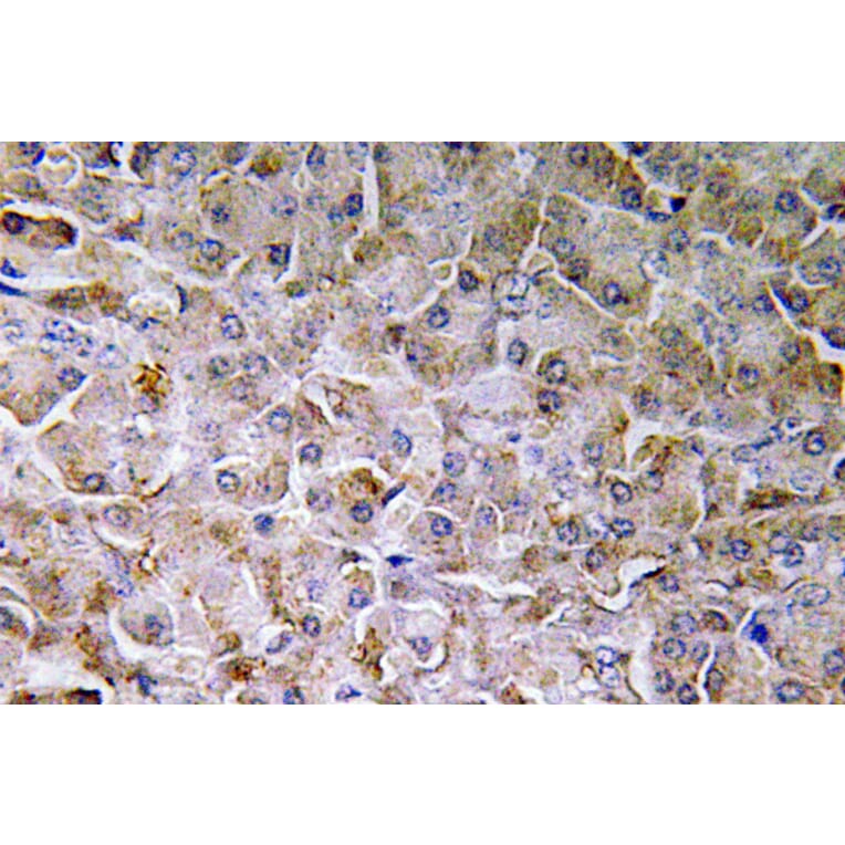 Immunohistochemistry - Anti-SEMA3C Antibody (R12-2352) - Antibodies.com