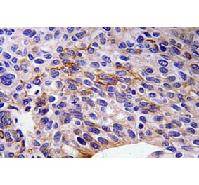 Immunohistochemistry - Anti-SEMA3A Antibody (R12-2351) - Antibodies.com