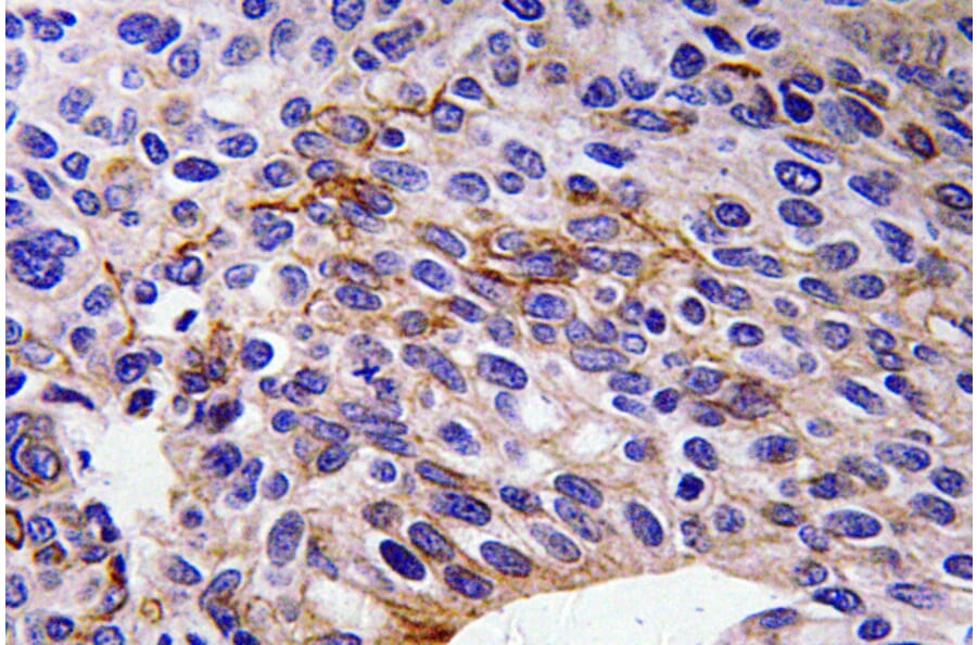 Immunohistochemistry - Anti-SEMA3A Antibody (R12-2351) - Antibodies.com