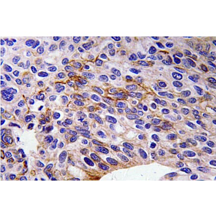 Immunohistochemistry - Anti-SEMA3A Antibody (R12-2351) - Antibodies.com