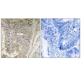Immunohistochemistry - Anti-RPL37A Antibody (C14179) - Antibodies.com