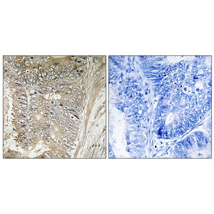 Immunohistochemistry - Anti-RPL37A Antibody (C14179) - Antibodies.com