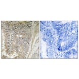 Immunohistochemistry - Anti-RPL37A Antibody (C14179) - Antibodies.com