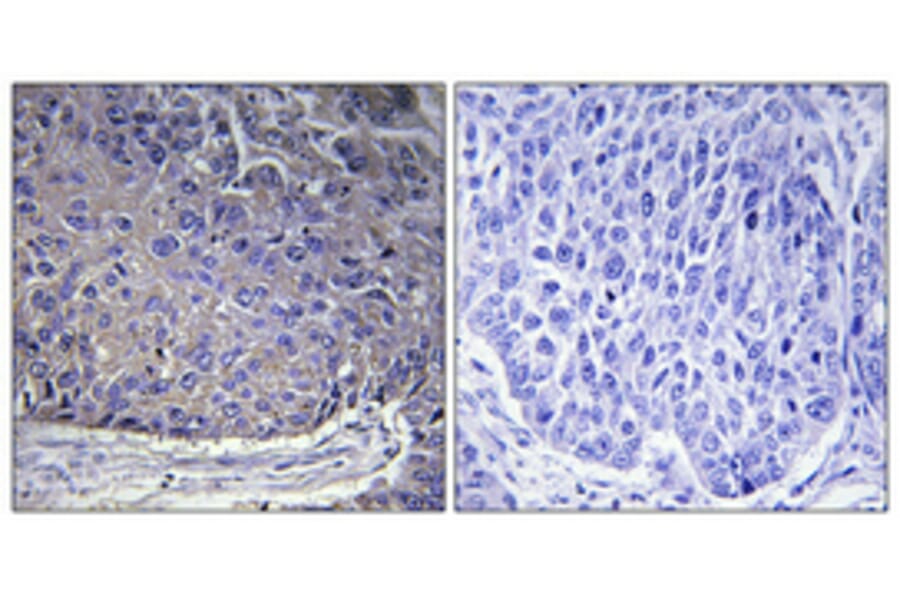 Immunohistochemistry - Anti-RPL37A Antibody (C14179) - Antibodies.com