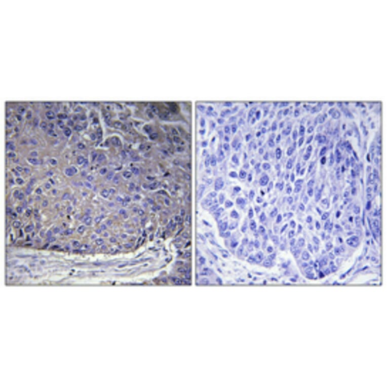 Immunohistochemistry - Anti-RPL37A Antibody (C14179) - Antibodies.com
