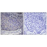 Immunohistochemistry - Anti-RPL37A Antibody (C14179) - Antibodies.com