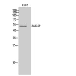 Western Blot - Anti-RAB3IP Antibody (C18126) - Antibodies.com