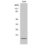 Western Blot - Anti-PHLDA3 Antibody (C13102) - Antibodies.com
