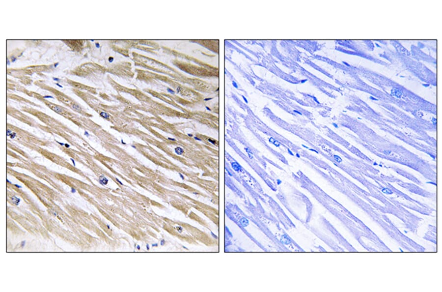 Immunohistochemistry - Anti-PEA-15 Antibody (B0711) - Antibodies.com