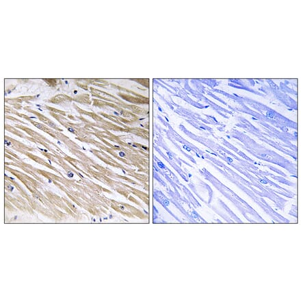 Immunohistochemistry - Anti-PEA-15 Antibody (B0711) - Antibodies.com