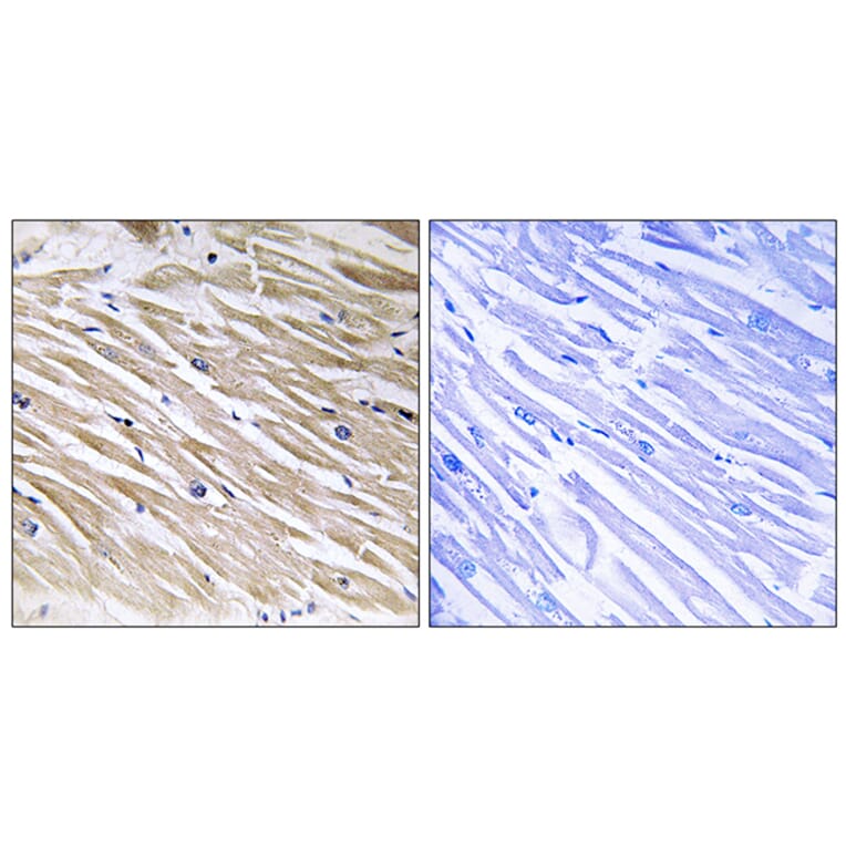 Immunohistochemistry - Anti-PEA-15 Antibody (B0711) - Antibodies.com