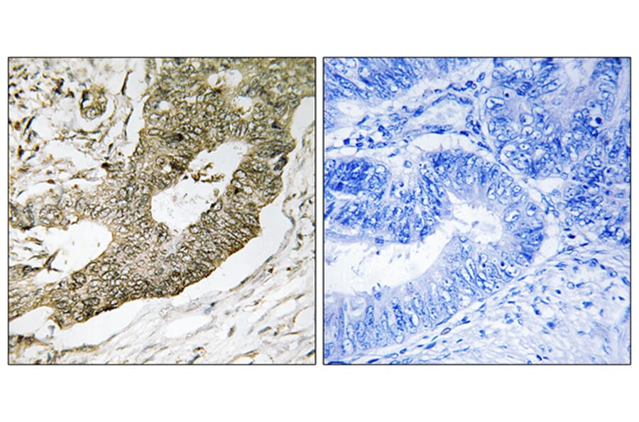 Immunohistochemistry - Anti-NUCKS1 Antibody (C17139) - Antibodies.com