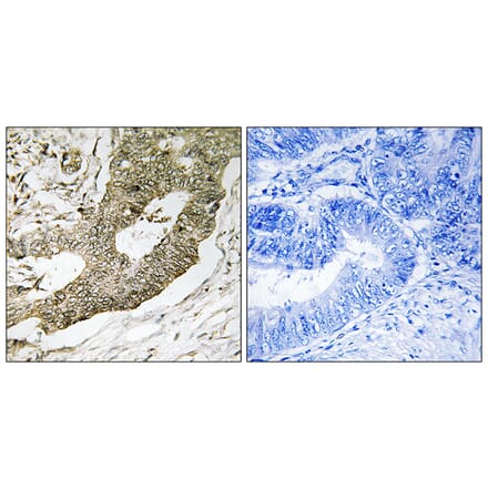 Immunohistochemistry - Anti-NUCKS1 Antibody (C17139) - Antibodies.com