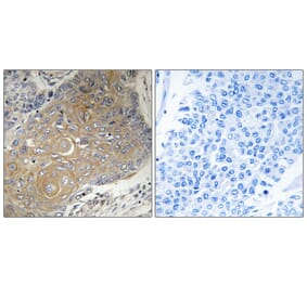 Immunohistochemistry - Anti-MRPS33 Antibody (C16661) - Antibodies.com