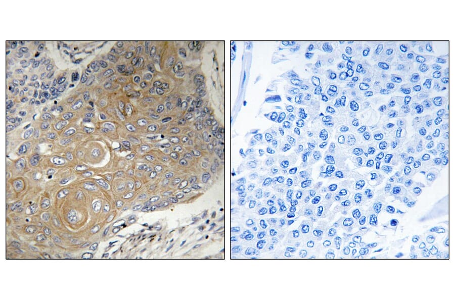 Immunohistochemistry - Anti-MRPS33 Antibody (C16661) - Antibodies.com