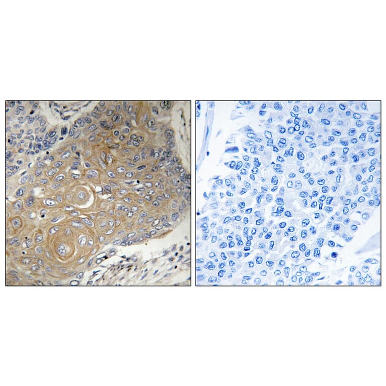 Immunohistochemistry - Anti-MRPS33 Antibody (C16661) - Antibodies.com