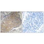 Immunohistochemistry - Anti-MRPS33 Antibody (C16661) - Antibodies.com