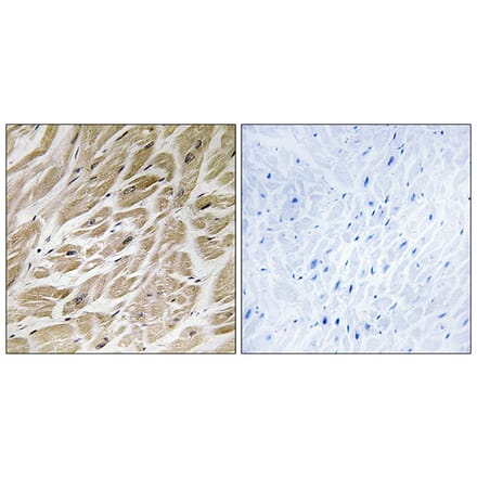 Immunohistochemistry - Anti-MRPS24 Antibody (C14040) - Antibodies.com