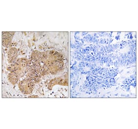 Immunohistochemistry - Anti-LUC7L2 Antibody (C18093) - Antibodies.com