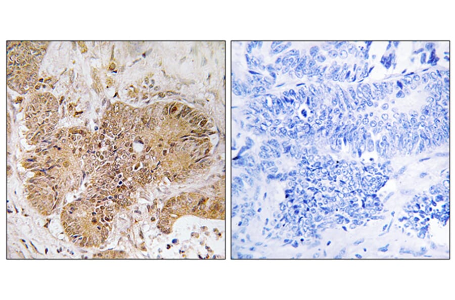 Immunohistochemistry - Anti-LUC7L2 Antibody (C18093) - Antibodies.com
