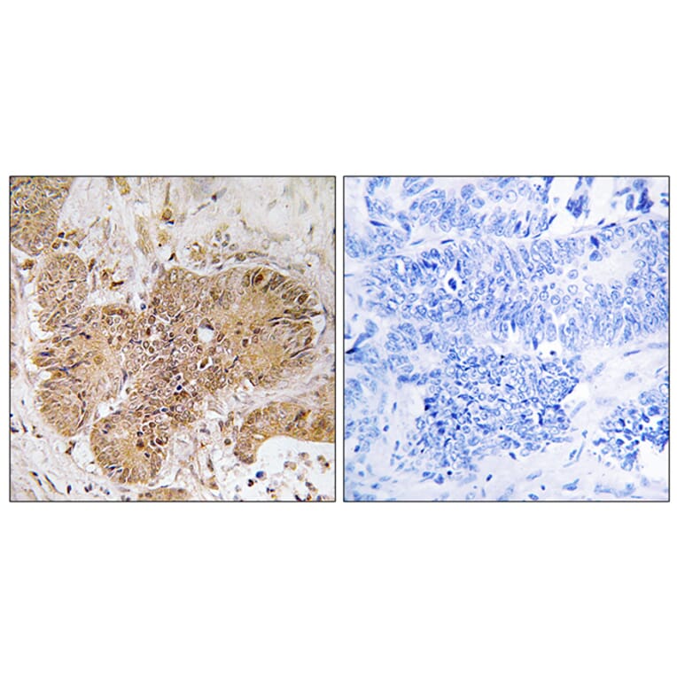 Immunohistochemistry - Anti-LUC7L2 Antibody (C18093) - Antibodies.com