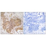 Immunohistochemistry - Anti-LUC7L2 Antibody (C18093) - Antibodies.com