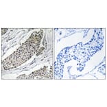 Immunohistochemistry - Anti-KCNAB3 Antibody (C19548) - Antibodies.com