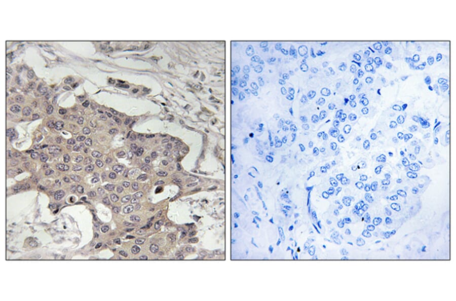 Immunohistochemistry - Anti-HIBADH Antibody (C14092) - Antibodies.com