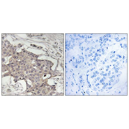 Immunohistochemistry - Anti-HIBADH Antibody (C14092) - Antibodies.com