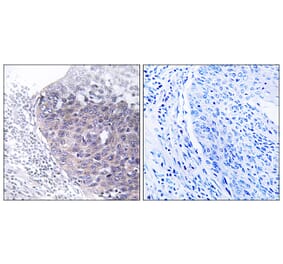 Immunohistochemistry - Anti-GTPBP5 Antibody (C16014) - Antibodies.com