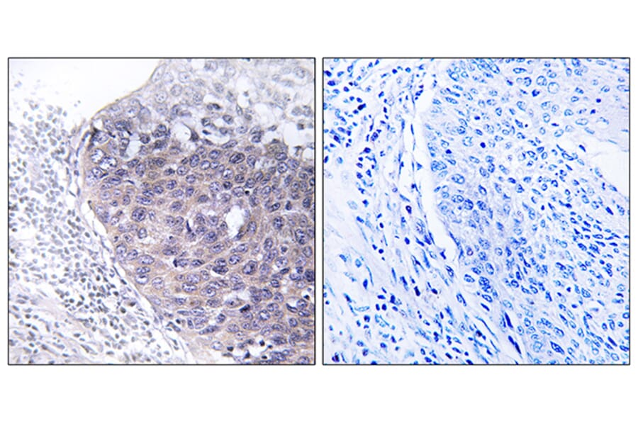 Immunohistochemistry - Anti-GTPBP5 Antibody (C16014) - Antibodies.com