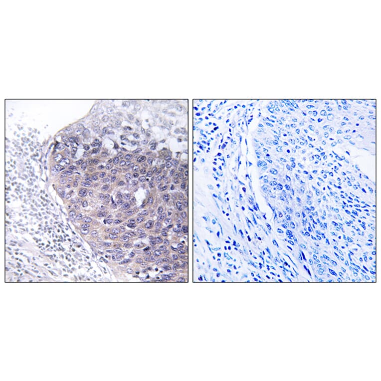 Immunohistochemistry - Anti-GTPBP5 Antibody (C16014) - Antibodies.com