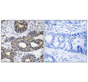 Immunohistochemistry - Anti-EIF1AY Antibody (C15692) - Antibodies.com