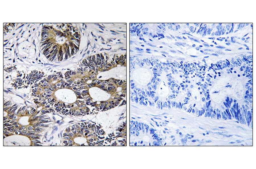 Immunohistochemistry - Anti-EIF1AY Antibody (C15692) - Antibodies.com
