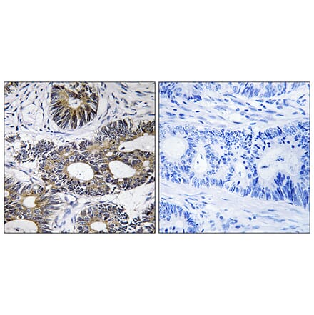 Immunohistochemistry - Anti-EIF1AY Antibody (C15692) - Antibodies.com