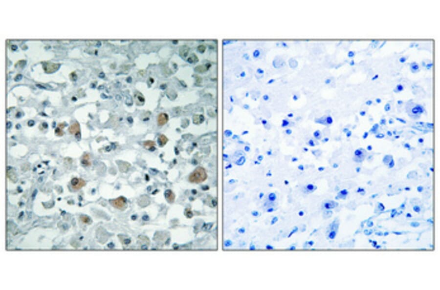 Immunohistochemistry - Anti-EIF1AY Antibody (C15692) - Antibodies.com