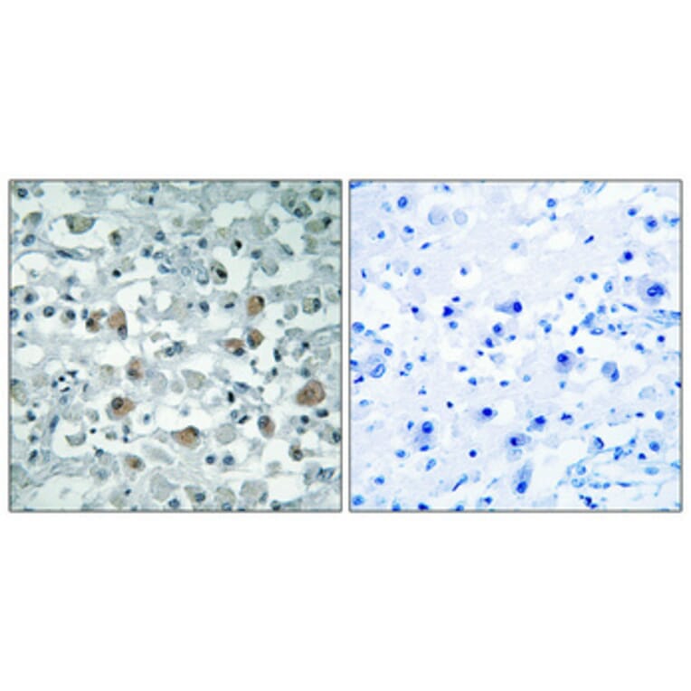 Immunohistochemistry - Anti-EIF1AY Antibody (C15692) - Antibodies.com