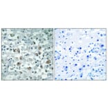 Immunohistochemistry - Anti-EIF1AY Antibody (C15692) - Antibodies.com