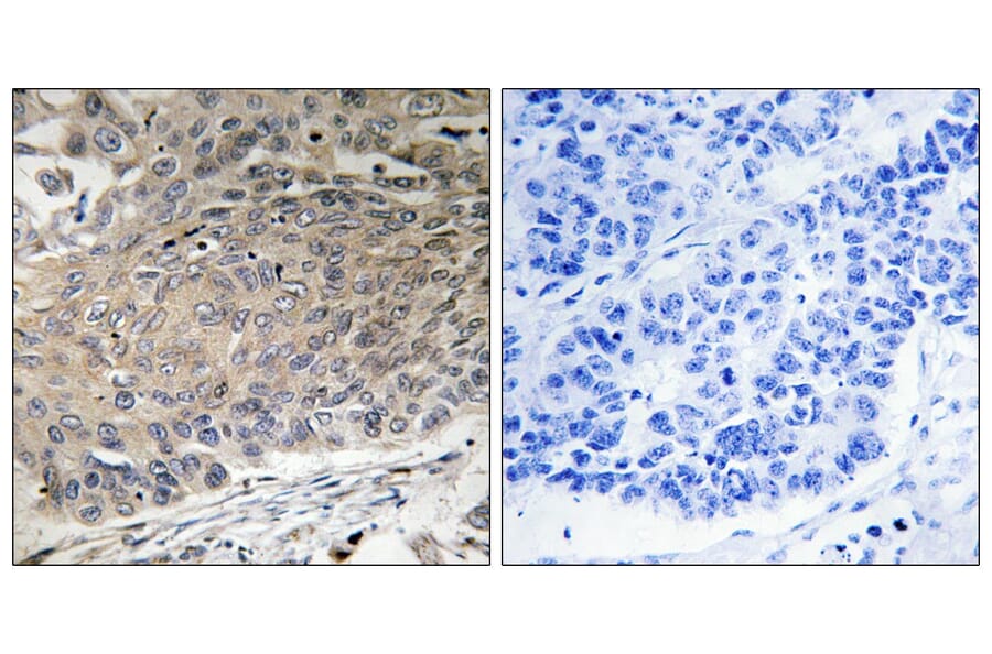 Immunohistochemistry - Anti-DYNLL2 Antibody (C15514) - Antibodies.com