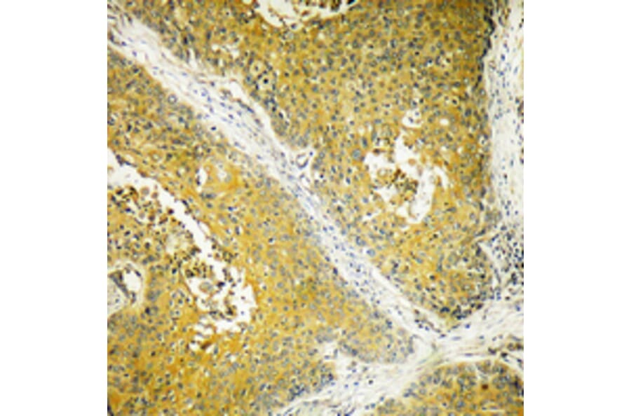 Immunohistochemistry - Anti-DYNLL2 Antibody (C15514) - Antibodies.com