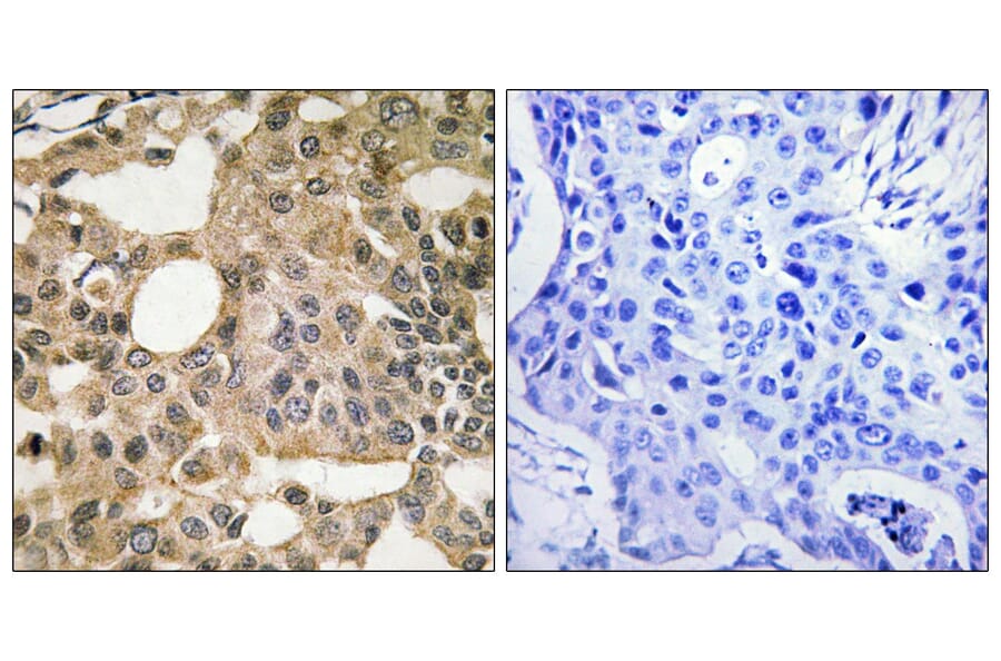 Immunohistochemistry - Anti-BCL-XL Antibody (B8243) - Antibodies.com