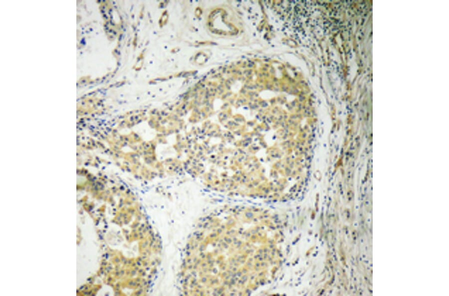 Immunohistochemistry - Anti-BCL-XL Antibody (B8243) - Antibodies.com