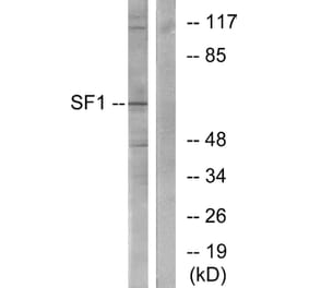 Western Blot - Anti-SF1 Antibody (B0572) - Antibodies.com