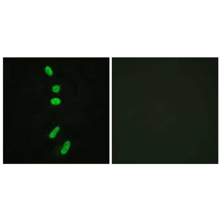 Immunofluorescence - Anti-SF1 Antibody (B0572) - Antibodies.com
