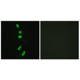 Immunofluorescence - Anti-SF1 Antibody (B0572) - Antibodies.com
