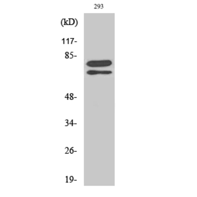 Western Blot - Anti-SF1 Antibody (B0572) - Antibodies.com