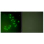 Immunofluorescence - Anti-p63 Antibody (C0292) - Antibodies.com