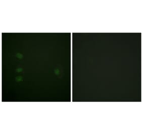 Immunofluorescence - Anti-NPM Antibody (B0694) - Antibodies.com