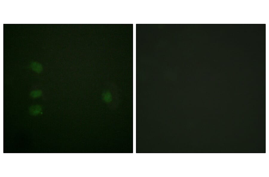 Immunofluorescence - Anti-NPM Antibody (B0694) - Antibodies.com